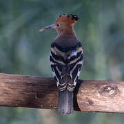 African Hoopoe