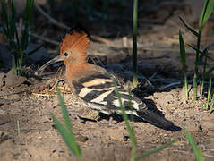 African Hoopoe