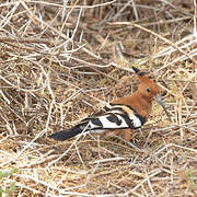 African Hoopoe