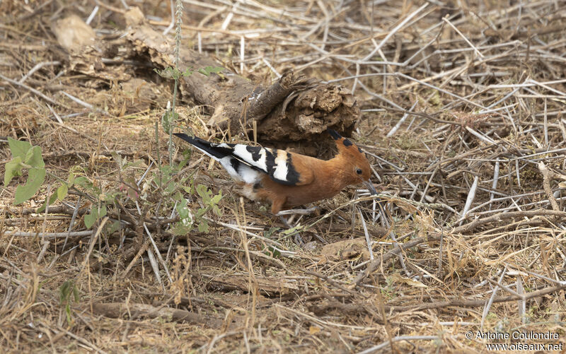 African Hoopoeadult