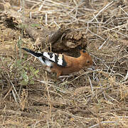 African Hoopoe