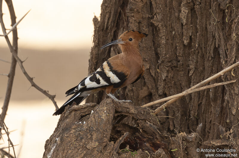 African Hoopoeadult