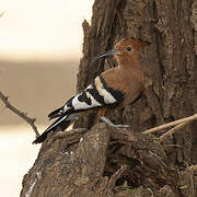 African Hoopoe