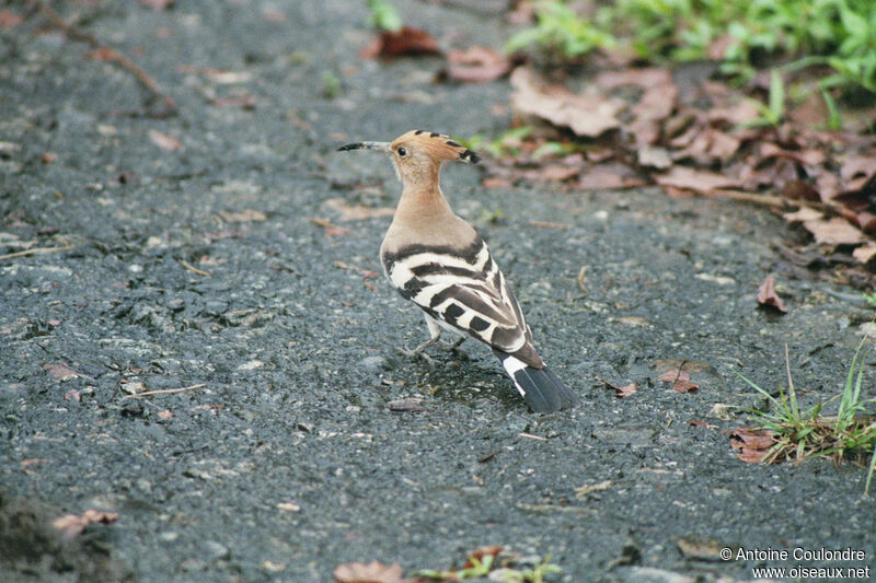 Eurasian Hoopoe