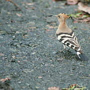 Eurasian Hoopoe