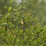 Melodious Warbler