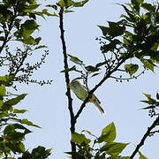 Melodious Warbler