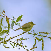 Melodious Warbler