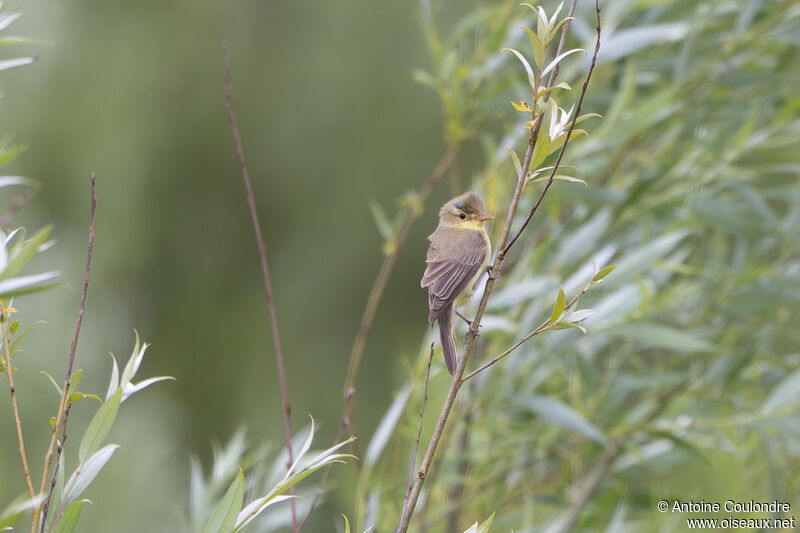 Melodious Warbleradult breeding