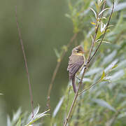 Melodious Warbler