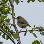 Melodious Warbler