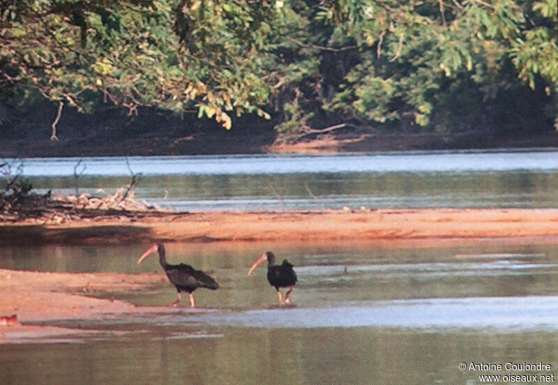 Sharp-tailed Ibisadult