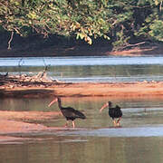 Sharp-tailed Ibis