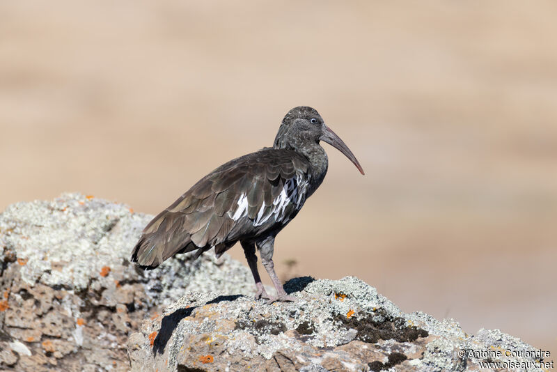 Wattled Ibisadult