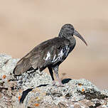 Ibis caronculé