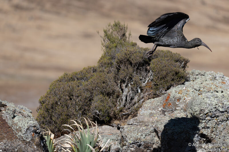 Wattled Ibisadult, Flight