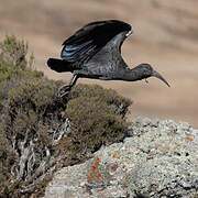 Wattled Ibis