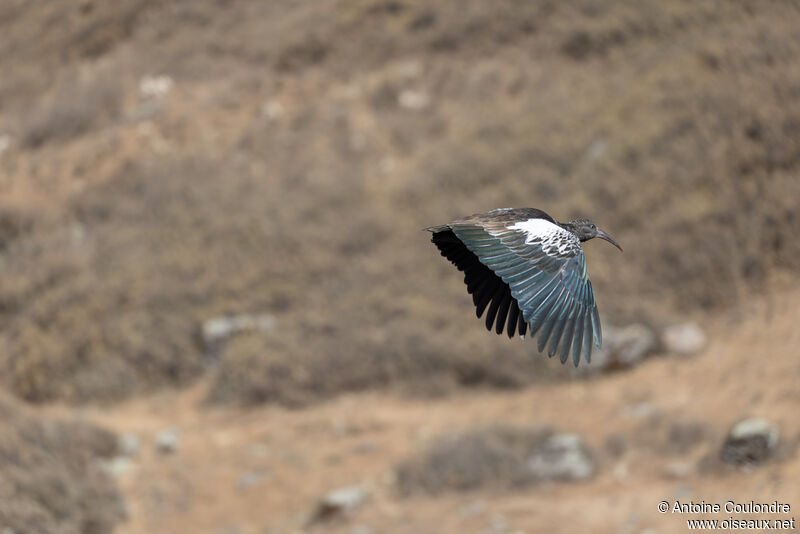 Wattled Ibisadult, Flight