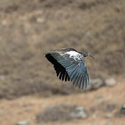 Wattled Ibis