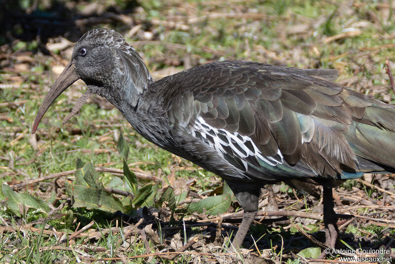 Wattled Ibisadult, close-up portrait