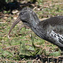 Ibis caronculé