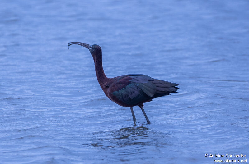 Ibis falcinelleadulte, mange