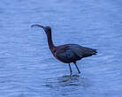 Ibis falcinelle