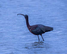 Glossy Ibis