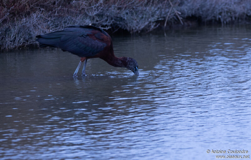 Ibis falcinelleadulte, mange