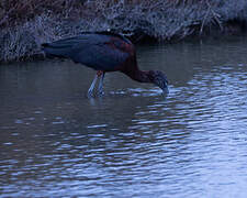 Ibis falcinelle