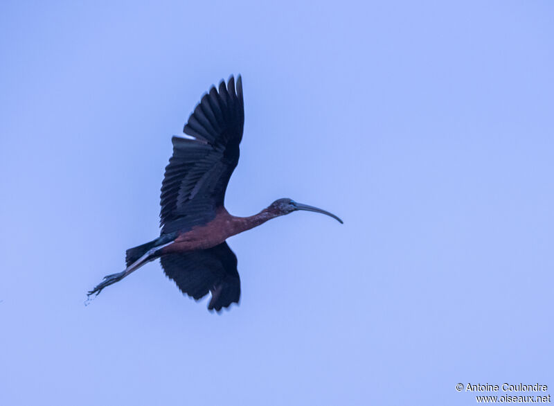 Ibis falcinelleadulte, Vol