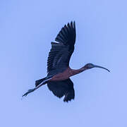 Ibis falcinelle