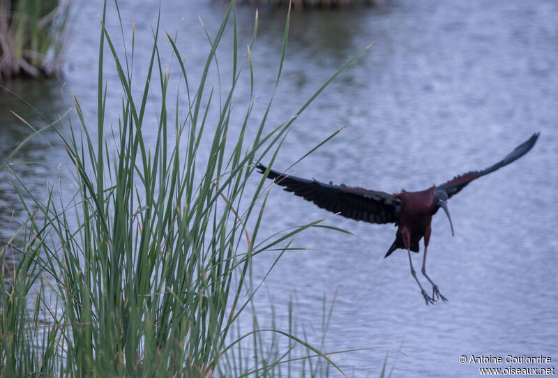 Ibis falcinelleadulte, Vol