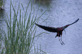 Glossy Ibis