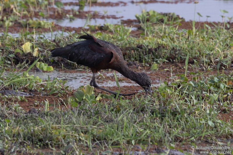 Ibis falcinelleadulte, mange