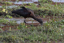 Glossy Ibis