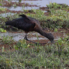 Ibis falcinelle