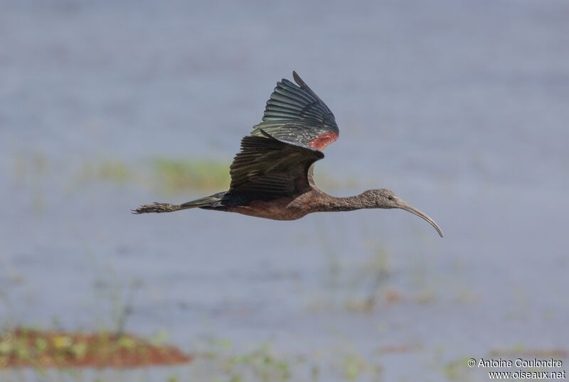 Ibis falcinelleadulte, Vol