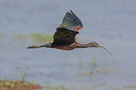 Ibis falcinelle