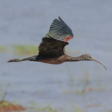 Ibis falcinelle