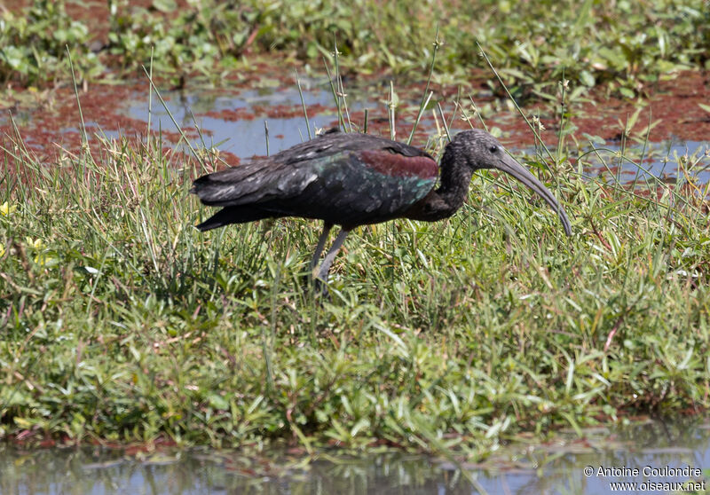 Ibis falcinelleadulte