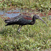 Glossy Ibis