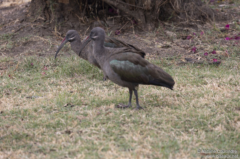 Ibis hagedashadulte