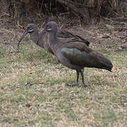 Hadada Ibis