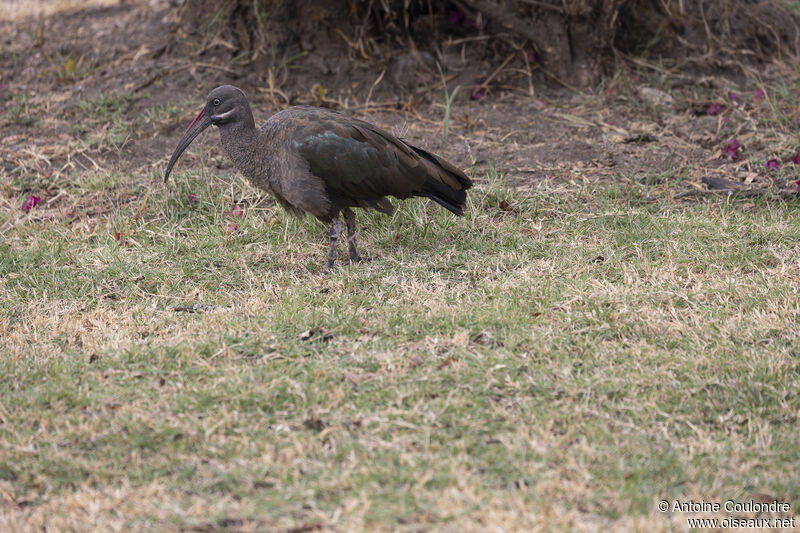 Ibis hagedashadulte