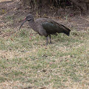 Hadada Ibis