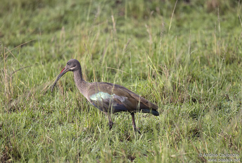 Ibis hagedashadulte