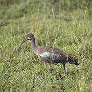 Hadada Ibis