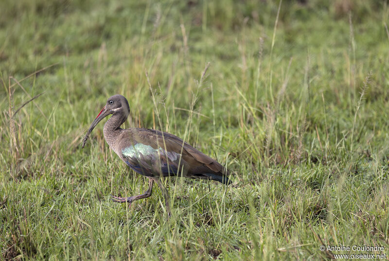 Ibis hagedashadulte, marche