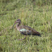 Hadada Ibis